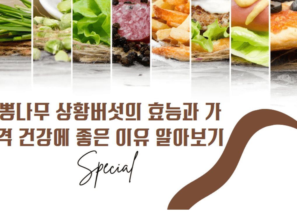 뽕나무 상황버섯의 효능과 가격 섭취 방법 알아보기